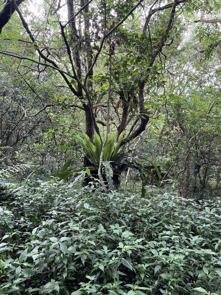 舊白鷺部落-久保山-久集山-棚集山-丹林 2025.8.72863983