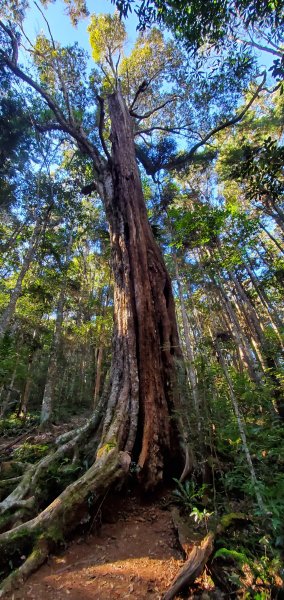 谷關七雄老大-八仙山 聖誕節大台中APP完登谷關七雄第二輪1972064