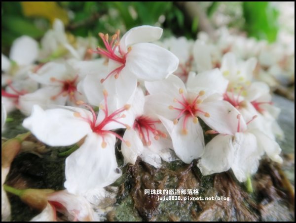    十一指古道包場賞桐花573603