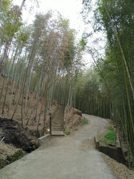 2023-02-26 登嘉南雲峰巧遇草嶺櫻花季2043953