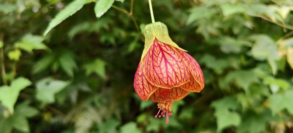 2025/06/07-鳥嘴山步道2805998