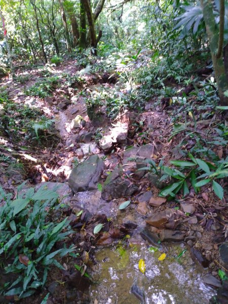 淡蘭古道之嶐嶺古道+舊草嶺隧道O型609531