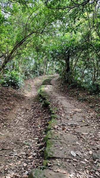 賞桐秘境(石門路-天上山)2135914