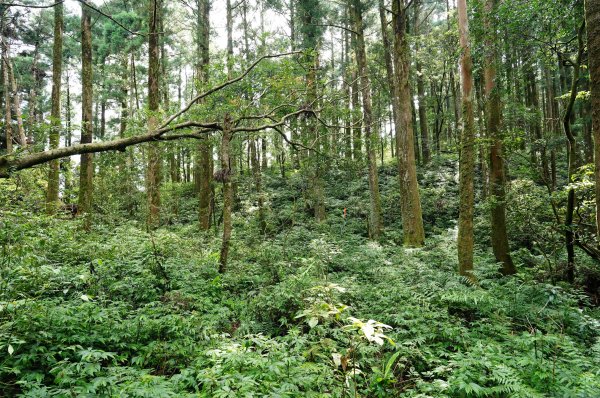 新北 烏來 下阿玉山2821612