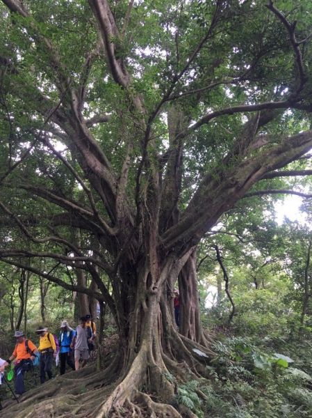 環大台北天際線第8段（迴龍-鶯歌）396891