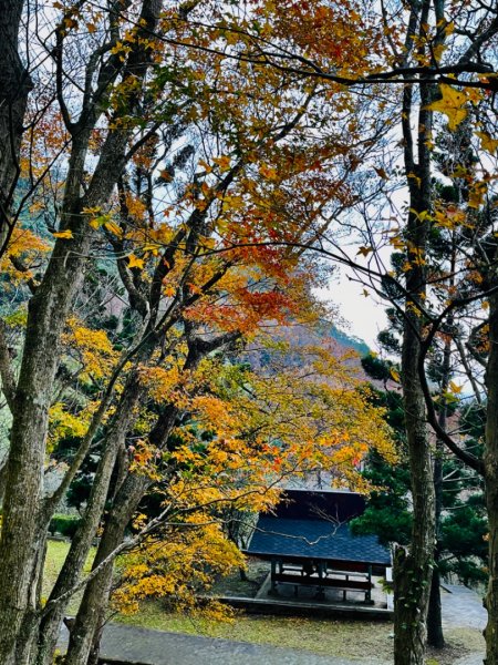 1111229太平山-清水坑山-石門山。石門水庫楓槭林1974772