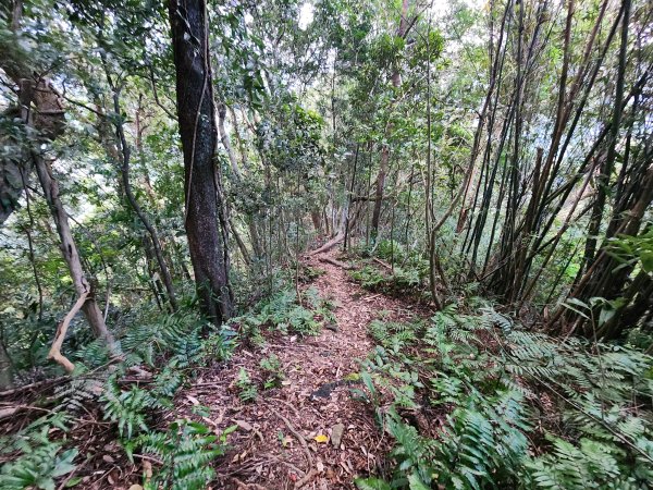 火燒寮山熊空山竹坑山加九嶺O型2966272