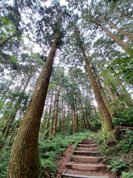 【桃園復興】台灣百大必訪步道。 東眼山森林遊樂區-東眼山自導式步道2835924