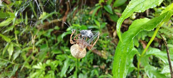 2025/07/13_二層坪古道O型未完成2835746