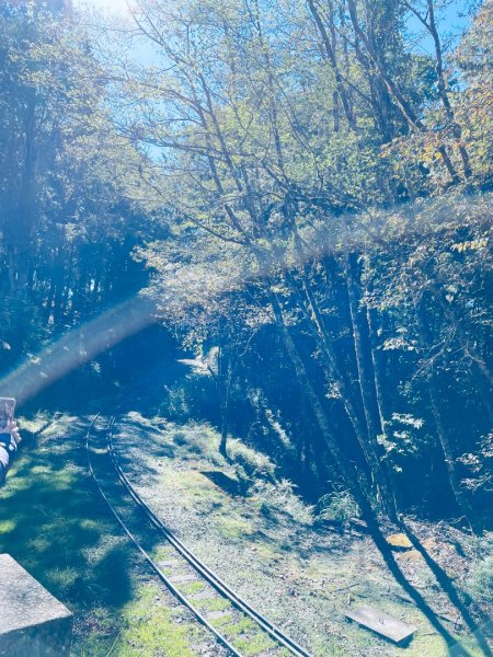 20251209 阿里山-小笠原觀景平台、祝山觀日步道2959809