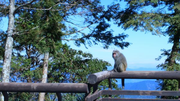 太平山的台灣獼猴231673