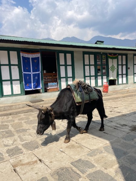尼泊爾EBC馬牛螺羊動物寫真-山屋-協作-美食2789001