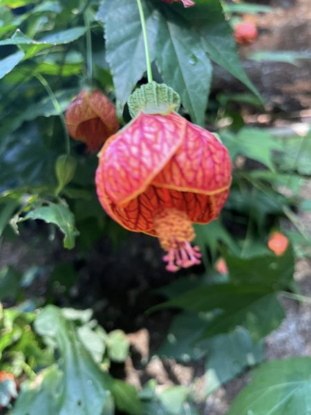 大坑二號步道2711553