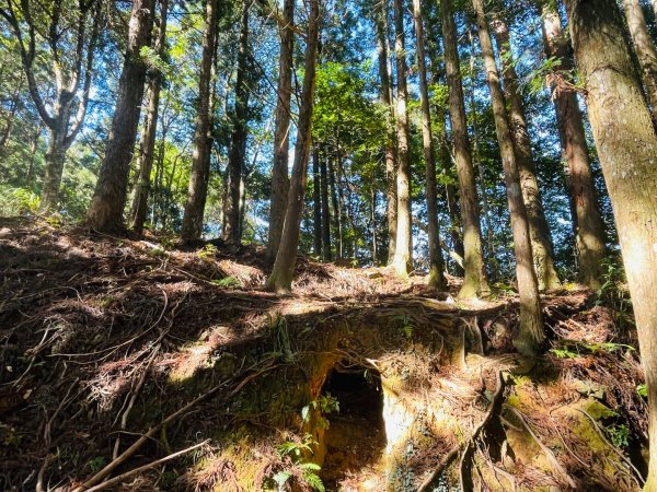 1141116油羅山2946437