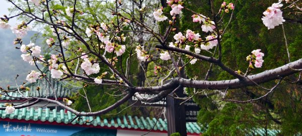 陽明山趴趴走 - 賞櫻花 3/72729248