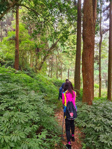 小百岳集起來-鳳凰山2183153