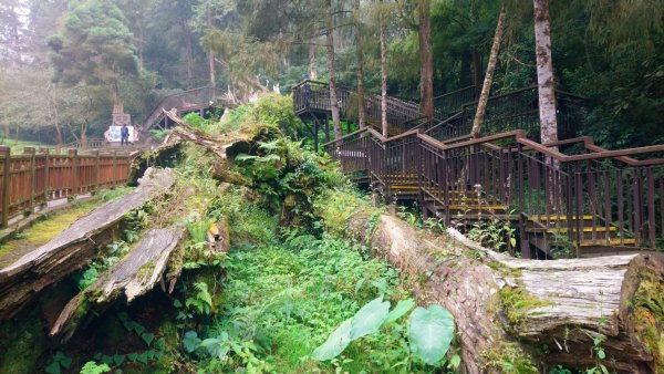 溪頭天文台登山步道