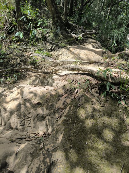 20251010微笑山線：【五分山系】菁桐煤礦段2910205