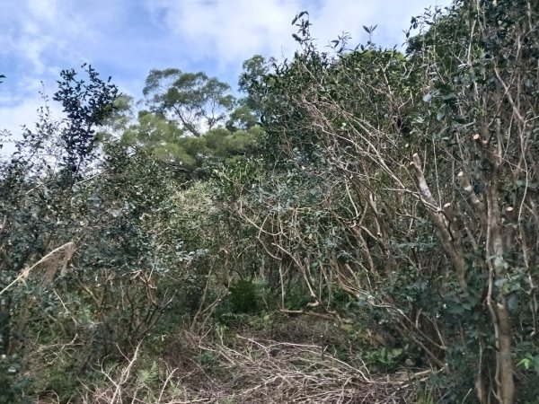 北投區大屯山西南南峰+西南峰+大屯山西峰+太子碑+清天宮步道O型2957130