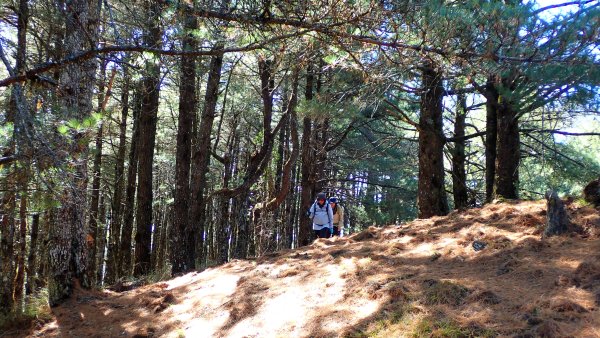 五星級松針步道的平多縱走2837854