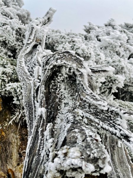 絕美銀白世界 玉山降下今年冬天「初雪」1235959
