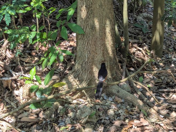 2025.03.25－壽山健走2746390