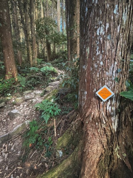 鳶嘴稍來步道賞楓季 ，大雪山門票優惠到12/31！2969540