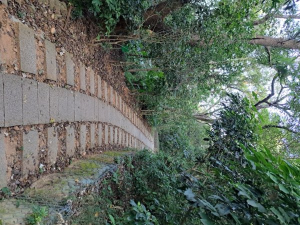 新竹鳳崎落日，司馬庫斯神木群，李崠山步道3131062
