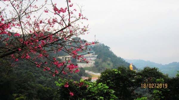 中和步道越嶺土城太極嶺 ~ 櫻花一路相迎 !527913