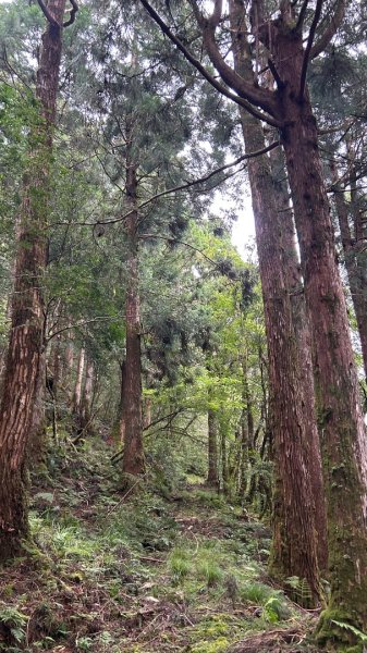 太平山三疊瀑布3095562