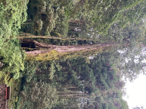 阿里山神木園區1497379