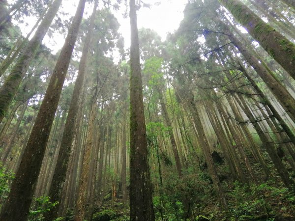 優美林相森林浴橫嶺山自然步道(木馬古道)739077