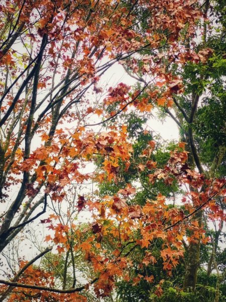 1140101元旦爬山趣2680849