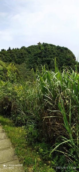 五分山 -小百岳收集起來，馬藍（大青）滿山遍野、桐花陪襯、群蝶紛飛、吸取花蜜1370216