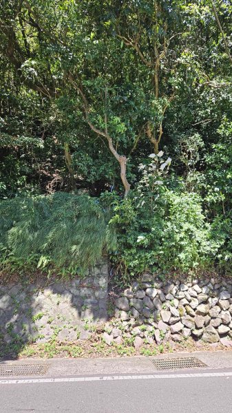 20250917七星山北北峰上北峰-主峰-南峰-摘星峰+紗帽山南峰2889395