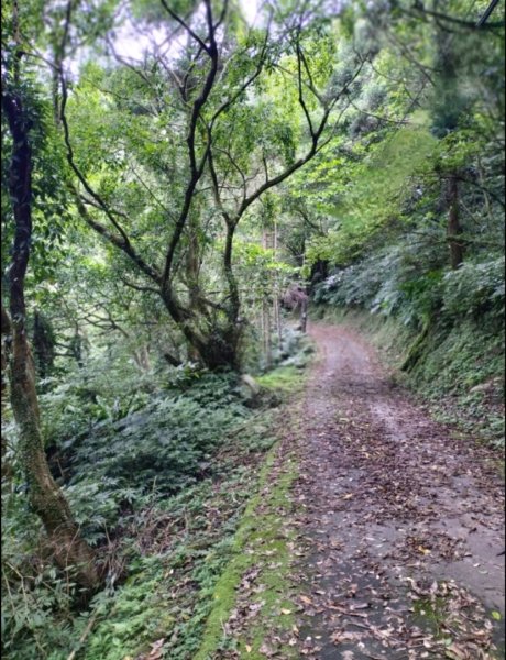 烏來桂山路2525877