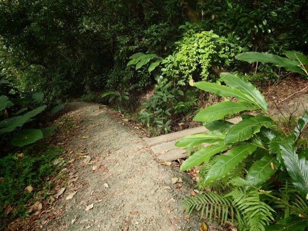 [淡蘭古道] 2026_0523 南路第一段_福州山步道3069334