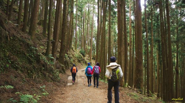 阿里山森鐵舊鐵道~石山引水道＆石山804750