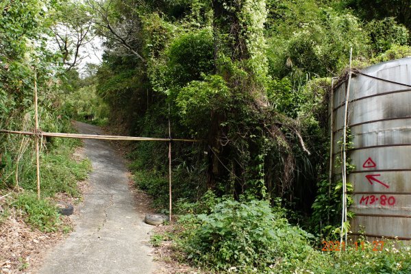 苗栗 大湖 雞冠山(細雞岑山)1528927