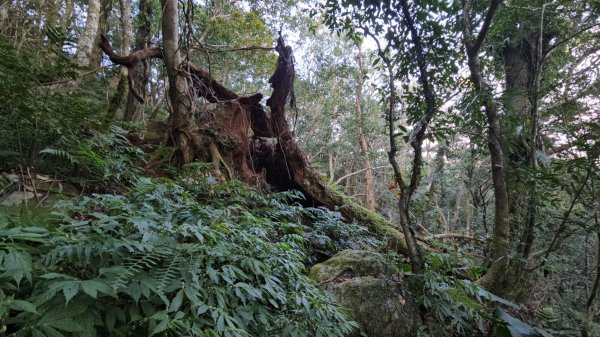 南插天山.魯培山.上宇內山(南插北峰)2989753