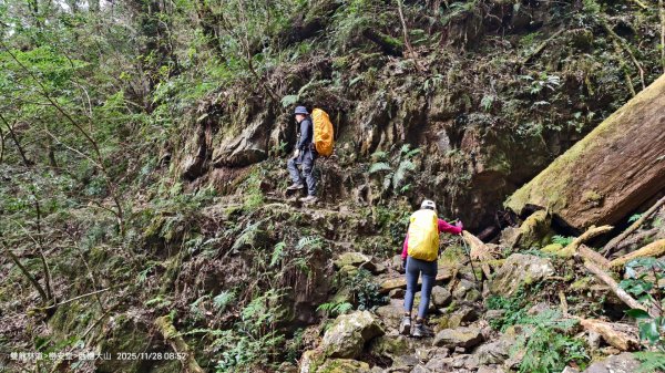 114.11.28-29 雙龍林道~巒安堂~西巒大山2954860