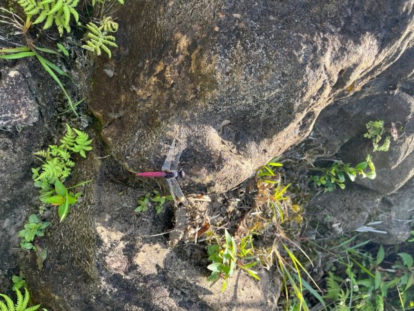 20230705_平溪薯榔尖、國旗嶺步道2762612