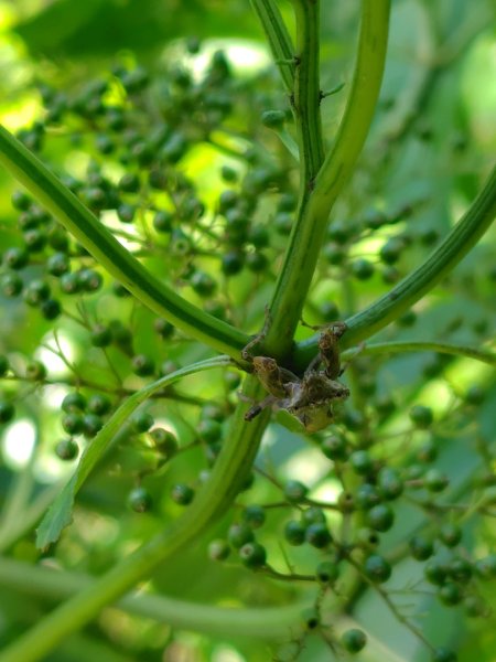 西阿里關山2823103