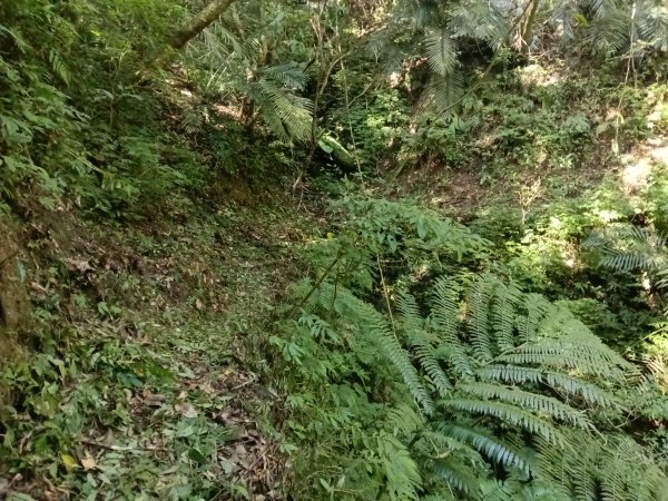 坪林區小粗坑古道+小粗坑山+環山路+楣子寮尖+貴妃池O型2994457