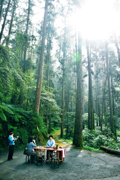 2026.02.07~02.08阿里山健行 & 阿里山石棹森林茶席(嘉義/登山/JRJ紀錄分3010634