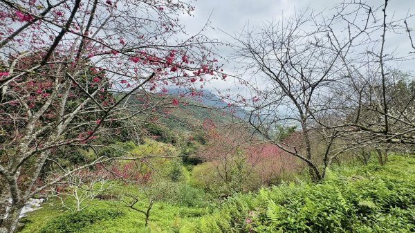 20260204小百岳初音山2994907