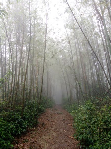 雲嘉大尖山131513