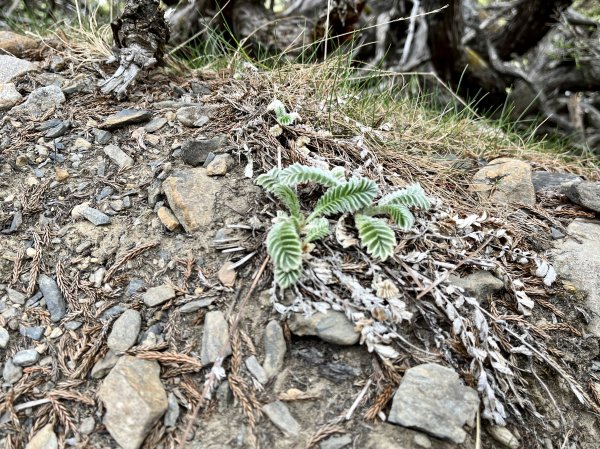 【山の紀事】高山植物花卉2224656