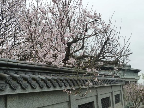 陽明山東方寺—櫻花怒放封面