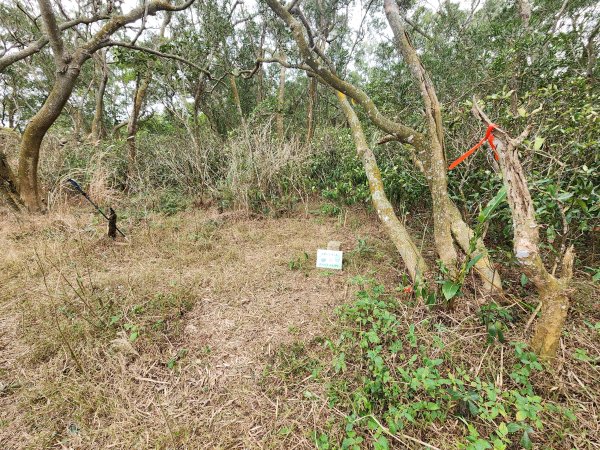 20250101海口山、糠榔埔山、闖水窩山及大牛朝山2726210